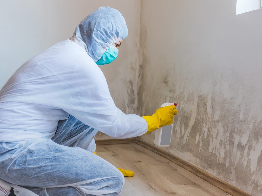 mold remediation preventing regrowth