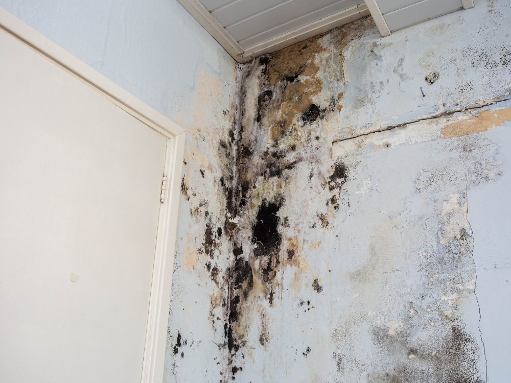 black mold